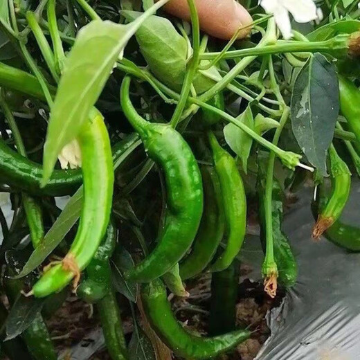 Authentic camphor tree pepper seeds, camphor tree pepper seeds, new pepper seeds, sown in spring and autumn, Zhangshu Harbor courtyard small collection, new seeds, about 408 capsules/