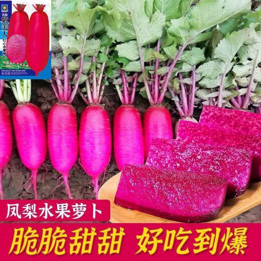 凤梨水果萝卜种子生吃紫美人萝卜胭脂萝卜籽夏季四季蔬菜种子大全 水果型凤梨萝卜种子(今年新种) 精品原装【1098粒】五包