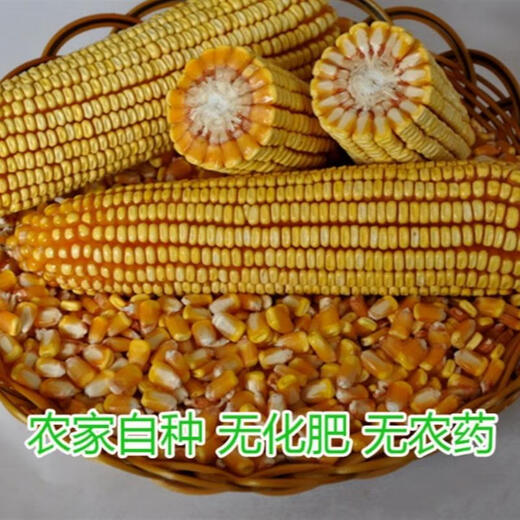 100 Jin Jin is equal to 0.5 kilograms of dry corn kernels to feed chickens. 50 Jin Jin is equal to 0.5 kilograms. Corn seeds for raising chickens, ducks and geese. Pigeon grain corn. 10 Jin Jin is equal to 0.5 kilograms. 30 feed. 50 Jin Jin is equal to 0.5 kilograms of corn kernels.