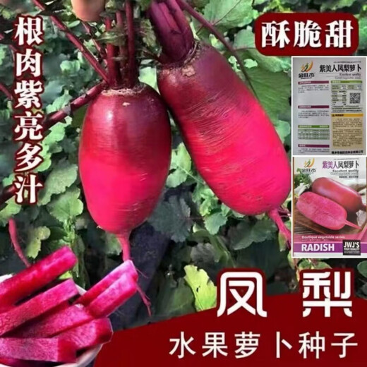 凤梨水果萝卜种子生吃紫美人萝卜胭脂萝卜籽夏季四季蔬菜种子大全 水果型凤梨萝卜种子(今年新种) 精品原装【1098粒】五包