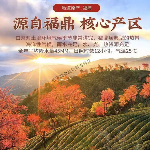 Fuding White Tea 2018 Gongmei Old White Tea Zhang Tianfu Cup First Prize Sun-dried Laoshou Mei 500g 1 bag 5g