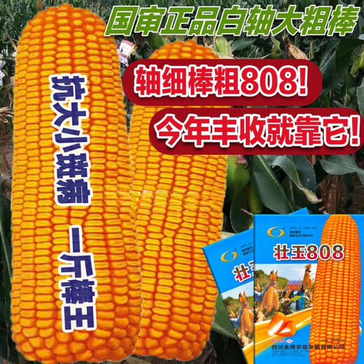 Yungui-Sichuan Zhongdan 808 Zhuangyu 808 high-yielding big stick hybrid corn seed high-yield Zhengda 999 disease and drought resistance Yungui-Sichuan National Approval Zhongdan 808 bag (2Jin Jin equals 0.5kg) in stock