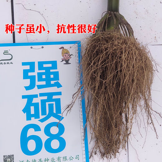 New species in stock, nationally approved original Qiangshuo 68 corn seeds, high-yield corn seeds, drought-resistant pioneer, high-yielding, drought-resistant, not bald. New species in stock, original nationally approved Qiangshuo 68 4200 grains 1 bag