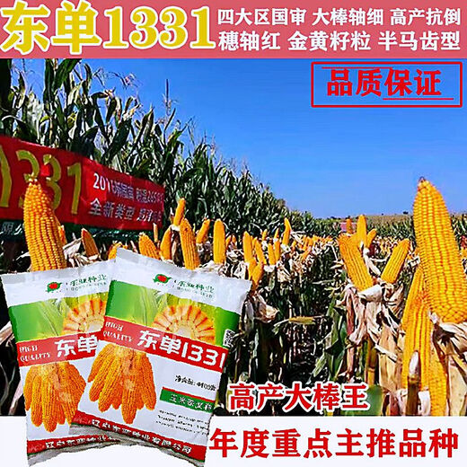 Original stable yield and disease-resistant Dongdan 1331 corn seeds East Asian small steel cannon corn seeds five countries approved corn original factory bag quality Dongdan 1331 Dongdan 1331 4400 grains x5 bags - standard 5 acres of land