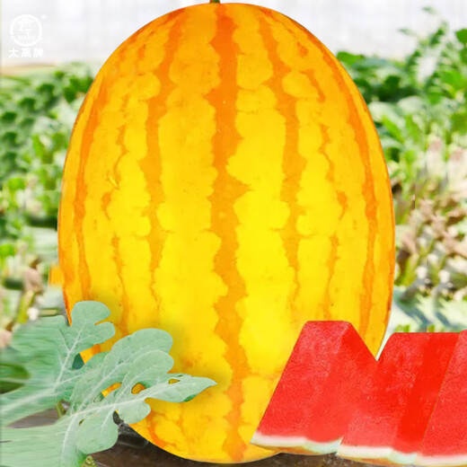 Dayu Yellow Heart Watermelon Seeds Collection Early Mature Yellow Skin Red Flesh Yellow Flesh Special Xiaofeng Watermelon Seeds Southern Fruit Red Beauty Yellow Skin Red Flesh Watermelon Seeds 100 capsules
