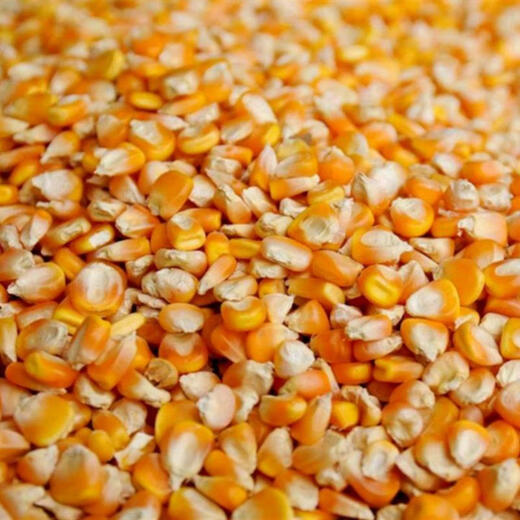 100 Jin Jin is equal to 0.5 kilograms of dry corn kernels to feed chickens. 50 Jin Jin is equal to 0.5 kilograms. Corn seeds for raising chickens, ducks and geese. Pigeon grain corn. 10 Jin Jin is equal to 0.5 kilograms. 30 feed. 50 Jin Jin is equal to 0.5 kilograms of corn kernels.