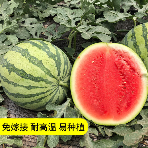 Changgong 8424 Rock Sugar Kirin Watermelon Seed Sweet King High Yield Kirin Lazy Man Seedless Giant Watermelon Four Seasons Fruit Seed Xinjiang 8424 Watermelon 10 grams about 100 pieces