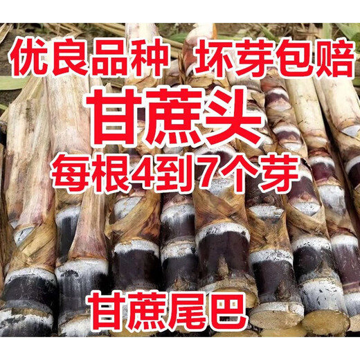 Jingyu Sugarcane Head Sugarcane Seedlings 10 Roots 4 to 7 Buds Each Root Authentic Guangxi Black Sugarcane Red Sugarcane Purple Sugarcane Tips Golden Sugarcane Seed (Yellow Sugarcane) 50 Roots