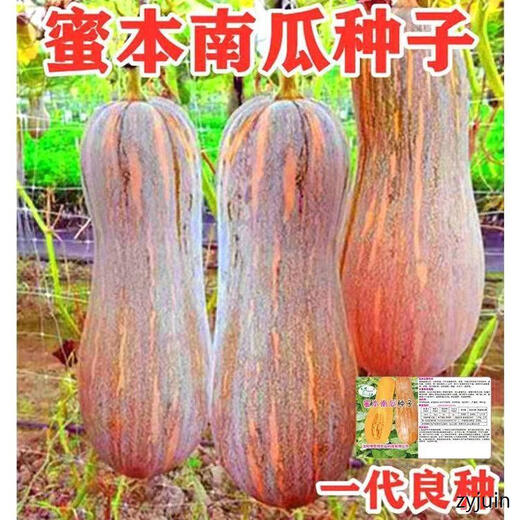 Miben Sweet and Glutinous Pumpkin Seeds, Four Seasons Old Pumpkin, Dense Pumpkin Varieties, Miben Pumpkin Seeds, 1 pack, about 30 pieces