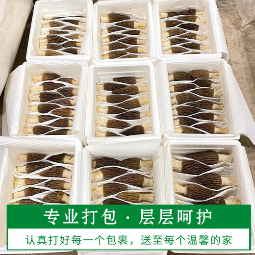 Chu Shi Yanxuan Fresh Morel Fresh Mushrooms Yunnan Specialty Mountain Delicita de estacionales Fresos frescos Fungus Caja de regalo Moreles de vegetales Fresh Morels 880 g (caja de regalo asequible)