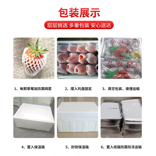Chunfule Dandong Strawberry Authentic Dandong 99 Red Cream Strawberry Seasonal Fresh Fruit [SF Air Freight] Big fruit net weight 2.8 Jin [Jin equals 0.5 kg] [Single fruit 20-30g]