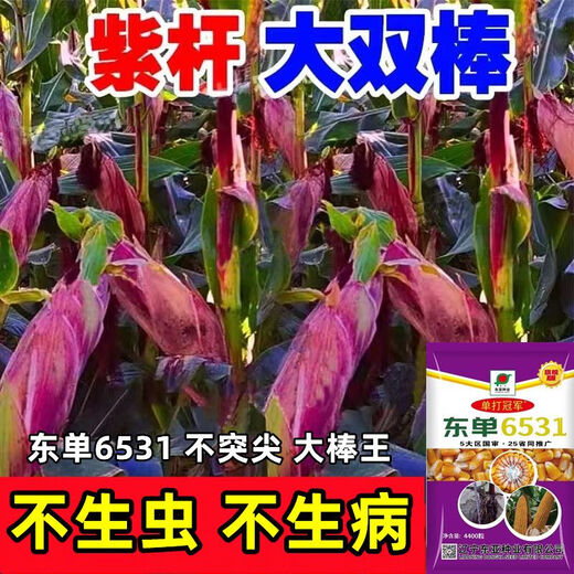 Новый сорт одобрен пятью странами, оригинальный одиночный Dongdan 6531, Академия сельскохозяйственных наук, короткий стебель, большая палка, устойчивость к болезням, устойчивость к полеганию, золотое зерно, высокая урожайность, одиночный Dongdan 6531, 4400 зерен на акр, один акр