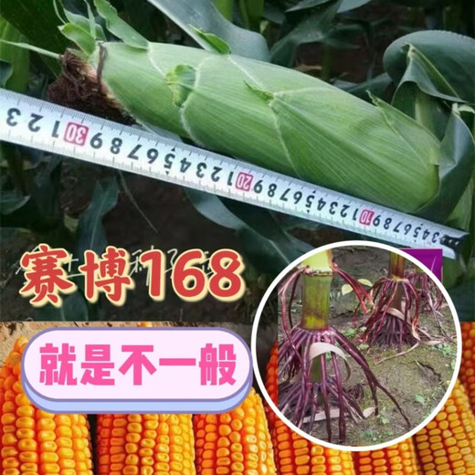 National-approved original red-shaft low-stem stable-yielding corn seeds wholesale, stable yield, drought-resistant, disease-resistant, lodging resistance, north and south, national-approved Saibo 168 4400 grains, one acre of quality, imported high-tech seed coating agent