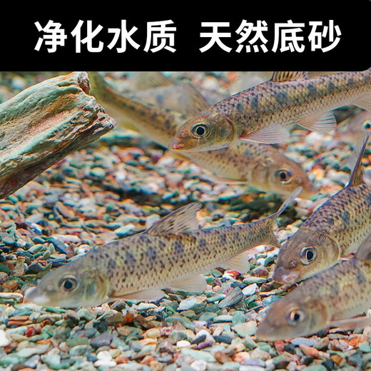 Natural original ecological stream stone bottom sand fish tank special filter paving ornaments volcanic stone landscaping main stone pebbles 5Jin Jin is equal to 0.5kg packed natural stream stone (1-3cm)