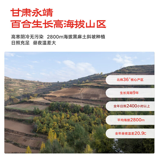 Jingmi Lanzhou Lily Fresh Lily Edible Sweet Lily Total 2Jin Jin equals 0.5kg 4 pcs per pack, total 8 packs Directly from the source