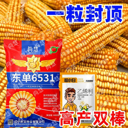Princess Pomelo Wholesale Price Dongdan 6531 Corn Seeds Short Stem Large Double Cob Hybrid Lodging Resistant Seeds Complete Collection 440 in a bag 4400 in a bag + agent + yield increasing technology 4400 grains - only 761 pieces left