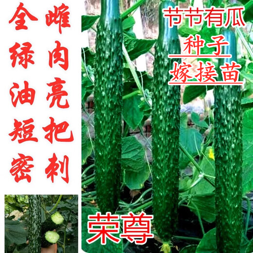 Cucumber seeds, all-female, shiny cucumber seeds with green flesh, imported from the Netherlands, disease-resistant and high-yielding, all-female cucumbers, Rongzun, original 1,000 capsules