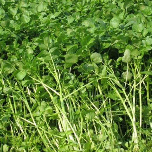 Four seasons Guangdong watercress seeds field planting aquatic balcony easy to grow live vegetable seeds watercress watercress seeds 1000 capsules (1 pack)