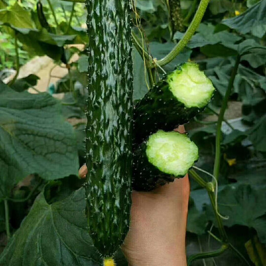 Cucumber seeds, all-female, shiny cucumber seeds with green flesh, imported from the Netherlands, disease-resistant and high-yielding, all-female cucumbers, Rongzun, original 1,000 capsules