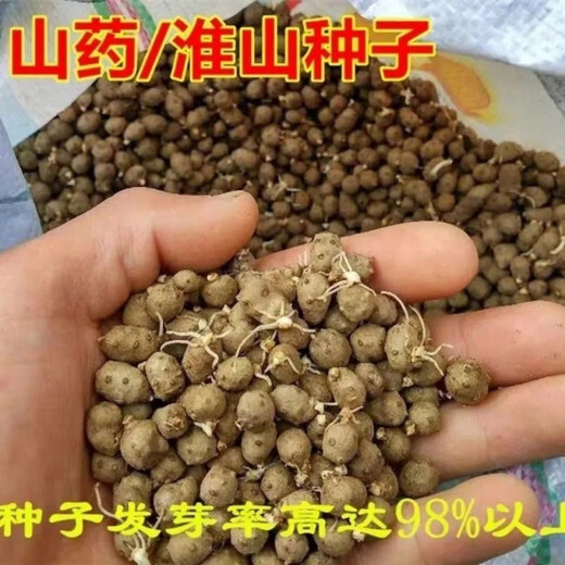 Authentic Iron Bar Yam Bean Seed Farmer Huaiyam Seedlings Yam Mouth Germinated Yam Bean Nursery Potted Plant Germination Grain (50) Authentic Iron Bar Yam Bean Seed
