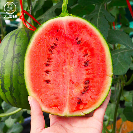 Dayu Early Spring Hongyu Watermelon Seeds Rock Sugar Heart 2k Potted Small Watermelon Seedlings with Soil Seedlings Suitable for Southern Planting Early Spring Hongyu No. 2 Watermelon Seeds 60 Old Varieties