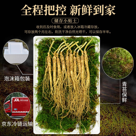Frischer Ginseng, Changbai Mountain, Nordostchina, frischer Ginseng mit Erde, Rensan -Suppe, in Wasser getränkt und in Wein getränkt. Fresh Ginseng 100G (2-4 Packungen)