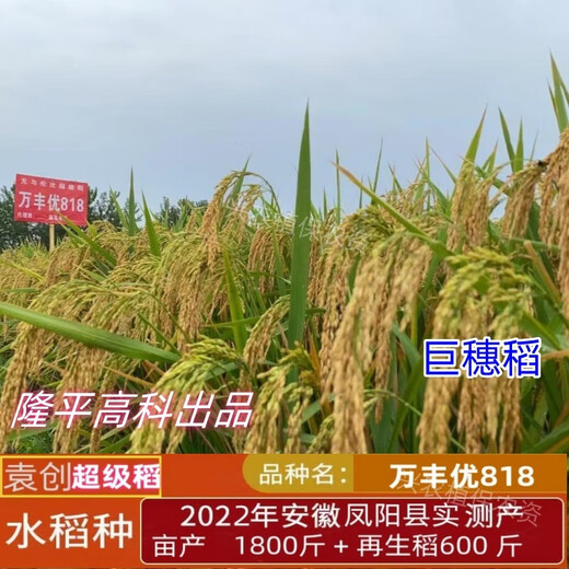 万丰优818巨穗稻稳产杂交水稻种再生稻超抗倒抗病耐热米质好 袁创稻/约460克一袋/ 23000粒*1袋(万丰优818)
