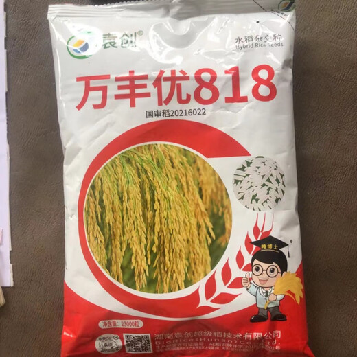 万丰优818巨穗稻稳产杂交水稻种再生稻超抗倒抗病耐热米质好 袁创稻/约460克一袋/ 23000粒*1袋(万丰优818)