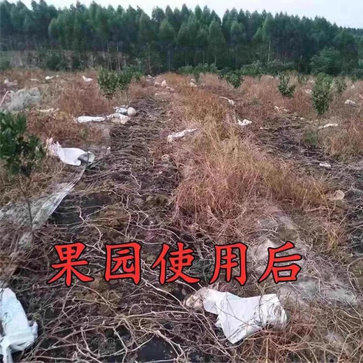 95% Glyphosate Ammonium Salt Rot Eradication Weed Killer Weed Killer Root Rot Agent Garden Courtyard Farmland Orchard Pesticide 4 Groups/8 Packs (95% High Content Weed Rot Rot)