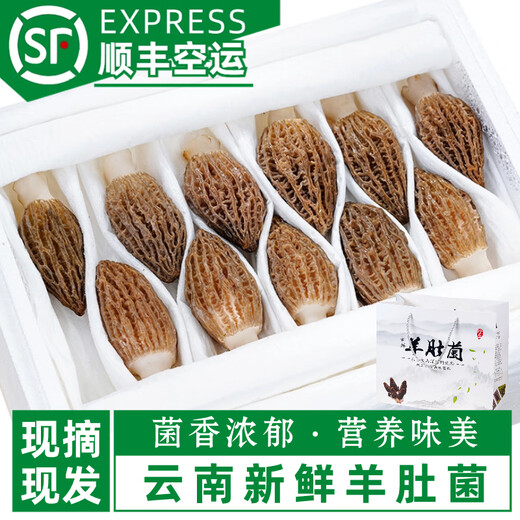 Chu Shi Yanxuan Fresh Morel Fresh Mushrooms Yunnan Specialty Mountain Delicita de estacionales Fresos frescos Fungus Caja de regalo Moreles de vegetales Fresh Morels 880 g (caja de regalo asequible)