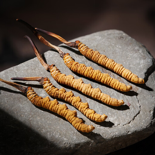 Zangxitang [tibetaner Versand] Wild Cordyceps sinensis in Nagqu, Tibet, neue getrocknete Cordyceps Geschenke High-End-Ernährungsprodukte 3 Stäbchen/g 50 g, 150 Stäbe insgesamt