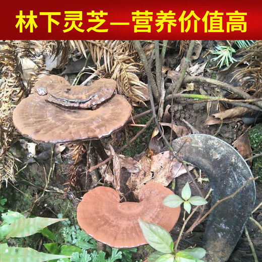 Fat Donglai's same style wild Ganoderma lucidum, pure natural purple Ganoderma lucidum, wild L-grown deep mountain natural non-bitter pruned branch with spore powder 500g whole Ganoderma lucidum 20-30 pcs