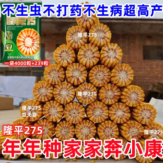 批发国审稳产玉米种子四季红轴大棒抗倒抗锈病马齿粒 巨无霸双棒王【隆平275】 巨无霸【一袋3.4斤】+稳产技术