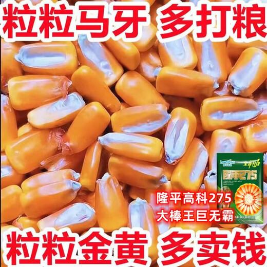 批发国审稳产玉米种子四季红轴大棒抗倒抗锈病马齿粒 巨无霸双棒王【隆平275】 巨无霸【一袋3.4斤】+稳产技术