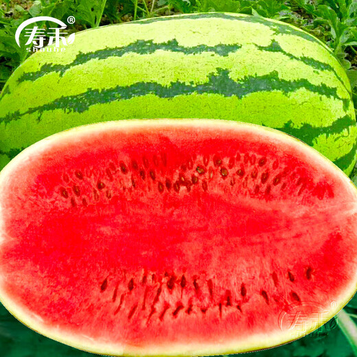 Shouhe Lazy Man Watermelon Seed Lazy Man King Melon Extra Large Spring No Pruning Lazy Man Fruit Seedlings Southern Sweet Lazy Man Watermelon Seeds 50 capsules x 2/no pruning or pruning required