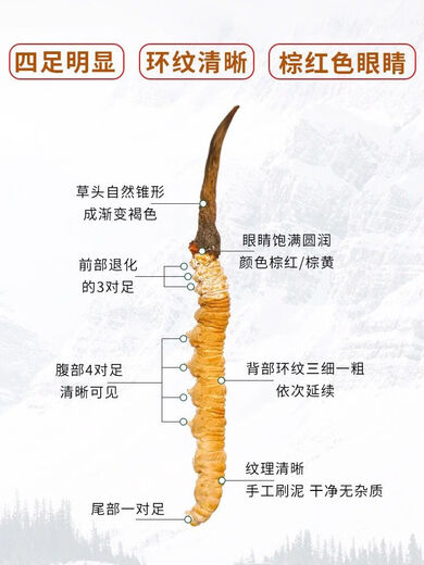 Eryabei Authentic First Cordyceps Cordyceps Reinigen großen echten frischen Cordyceps 2025 ausgewählte Trockenwaren Cordyceps 10 große High-End-Acrylflaschen