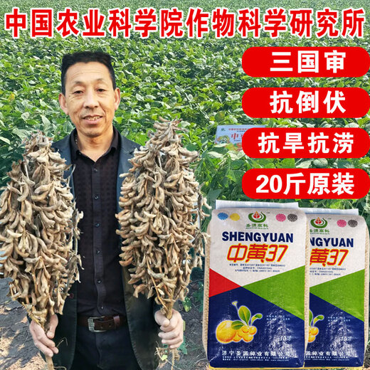 Wangyuan Xingzhonghuang 37/39 soybean seeds, lodging-resistant, high-yielding, high-protein soybean seeds, stable yield of soybeans in spring and summer dry fields, Zhonghuang 37 soybeans 100g, packaged, approved by the Three Kingdoms