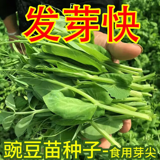 Graines de pois fushunde, graines de pointe de pois frais, graines de graines vertes printemps et automne, plantes en pot au balcon, graines de graines de pois spéciales [une pendant dix jours] # * 15932 Seeds d'origine améliorés ::: 2