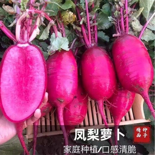 凤梨水果萝卜种子生吃紫美人萝卜胭脂萝卜籽夏季四季蔬菜种子大全 水果型凤梨萝卜种子(今年新种) 精品原装【1098粒】五包