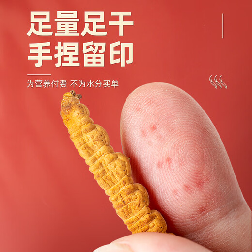 Juhe Taitou Cordyceps Regalos Regalos de regalos de regalos Año Nuevo para vacaciones Ancianos y ancianos Tonic Suplementos nutricionales [4 palos/g 40 palos-10 gramos] Recomendación de regalos
