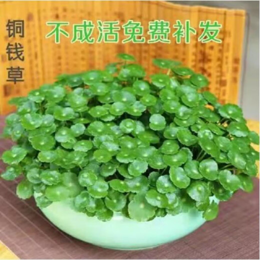 Yixuan copper money grass hydroponic potted indoor and outdoor flowers money grass green plants absorbing green plants flower plants 1 pot 100 stems with leaves shipped without pots