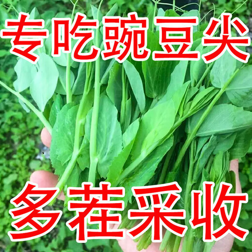 Graines de pois fushunde, graines de pointe de pois frais, graines de graines vertes printemps et automne, plantes en pot au balcon, graines de graines de pois spéciales [une pendant dix jours] # * 15932 Seeds d'origine améliorés ::: 2