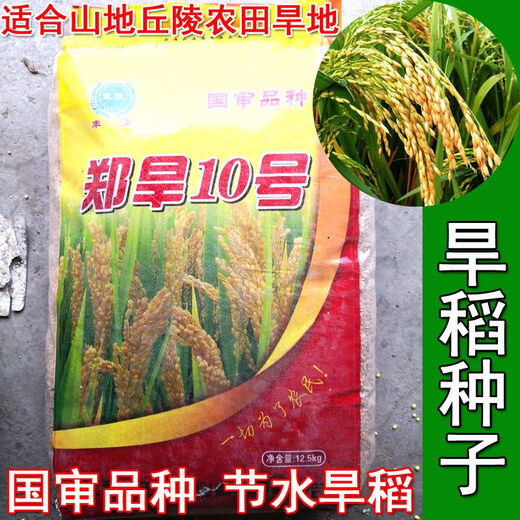 旱稻种子 郑旱10号 亩产千斤 籼稻 洛稻998 稻谷直播稻常规稻种子 郑旱十号500克