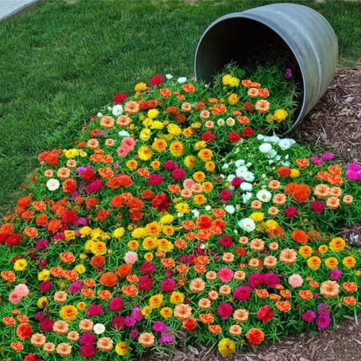 Double sunflower seeds bloom in all seasons, balcony outdoor courtyard green plant seeds are drought-tolerant and the garden blooms continuously. Multi-color mixed pack. Highly recommended best-selling model. Double sunflower seeds l pack/2OOOO capsules.