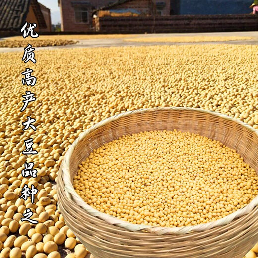Zhonghuang 37/39/301 soybean soybean seeds, large seeds, high yield, disease resistance and lodging resistance, national approval base field Zhonghuang 301 soybean seeds 1 Jin Jin equal to 0.5 kg