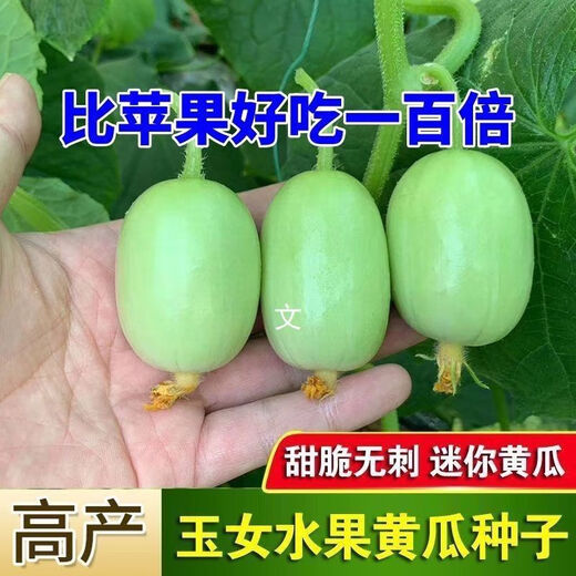 Jade Girl Fruit Cucumber Seeds Mini Small Cucumber Seeds Eat Raw Crisp and Sweet Without Residues for Spring and Autumn Planting Balcony Pot Seeds - Mouthful Juice Jade Girl Cucumber Seeds Pack of About 5 Original New Products - New Seeds 1 Bag (50 Tablets) Song Fertilizer