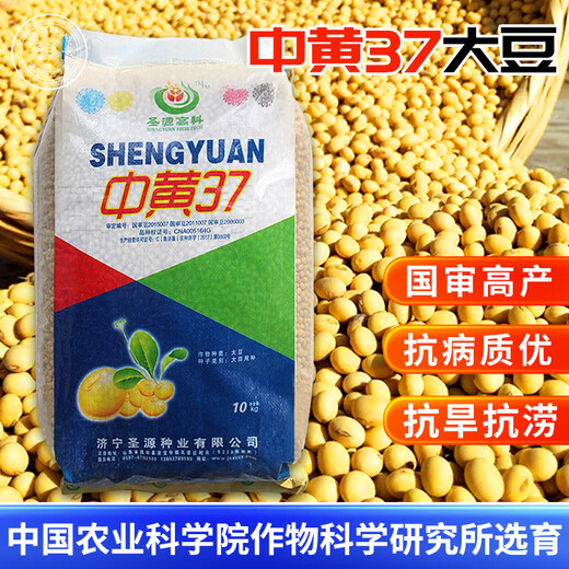 Zhonghuang 37/39/301 soybean soybean seeds, large seeds, high yield, disease resistance and lodging resistance, national approval base field Zhonghuang 301 soybean seeds 1 Jin Jin equal to 0.5 kg