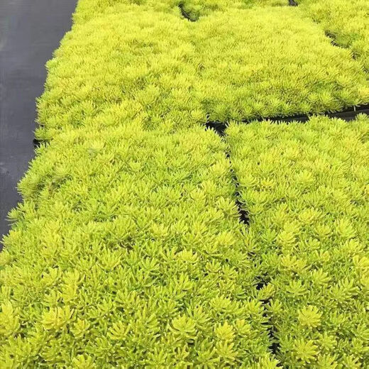 Lazy golden Buddha grass courtyard perennial lawn turf gold indoor garden cold-resistant ground cover seedlings Golden Buddha grass four pots (11 cm diameter)