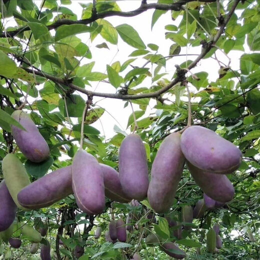 New August melon of the year, August fried in four seasons, seedless August melon seeds, August fried in the courtyard, selected fine varieties, best selling #1, about 25 pieces