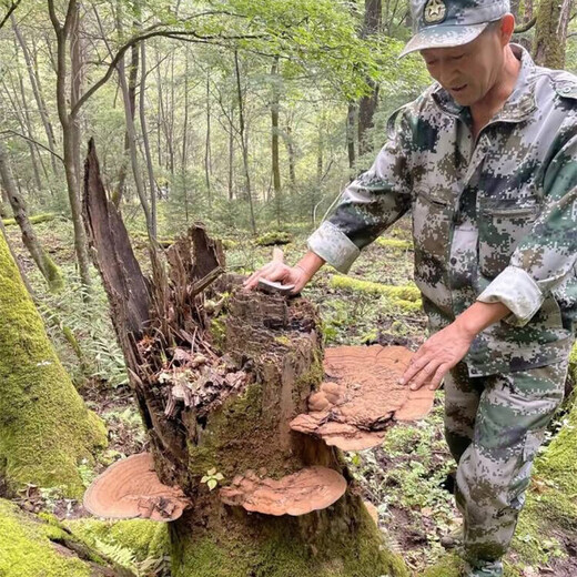 Changbaishan Ganoderma lucidum Slices Ganoderma lucidum Sporenpulver in Wein und Suppe eingeweicht, Nyingchi -Scheiben Changbaishan Ganoderma lucidum Slices [500 g]